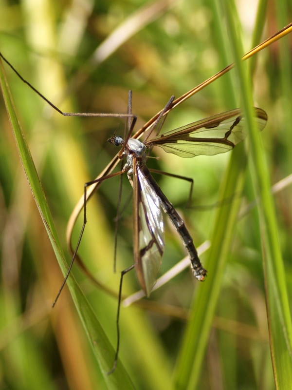 Pedicia rivosa